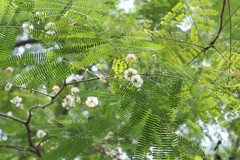 Enterolobium contortisiliquum